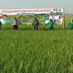 Puluhan Hektare Lahan Padi di Pasuruan Diserang Wereng, LPPNU Bangil Turun Tangan