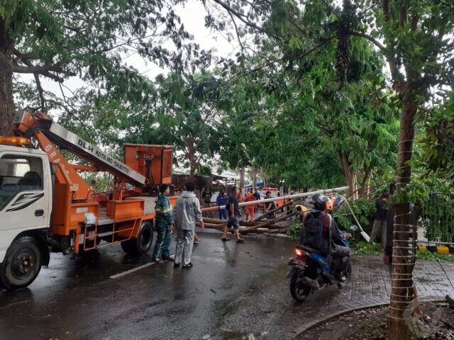 Hujan Deras, Pohon Tumbang Tutupi Jalan di Kota Mojokerto