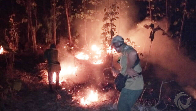 Lagi, Hutan Jati Taman Nasional Baluran Situbondo Terbakar