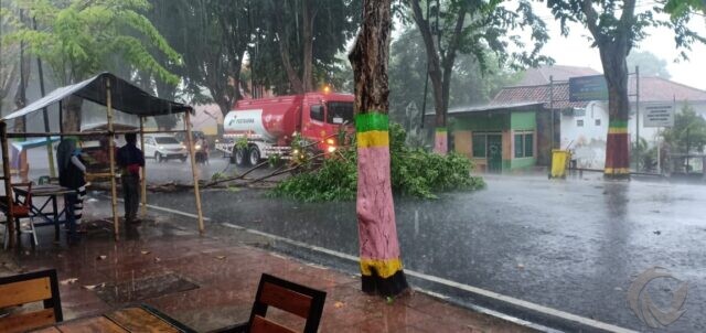 Hujan Lebat Disertai Angin di Pamekasan, Banyak Pohon Tumbang