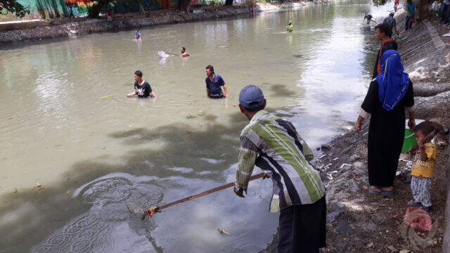 Warga Surabaya Berburu Ikan Mabuk di Sungai Kalimas