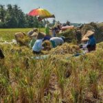 Petani di Banyuwangi Menjerit, Keluhkan Harga Pupuk Bersubsidi Selangit