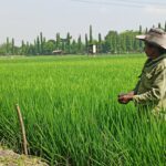 Berbeda dengan Daerah Lain, Petani di Kota Surabaya Tak Kesulitan Pupuk Subsidi