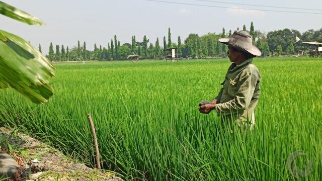 Berbeda dengan Daerah Lain, Petani di Kota Surabaya Tak Kesulitan Pupuk Subsidi