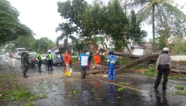 Pohon Tumbang Diterjang Angin Kencang, Jalur Pantura Situbondo-Probolinggo Sempat Macet Total