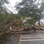 Diterjang Angin, Pohon di Jalur Pantura Pasuruan Tumbang