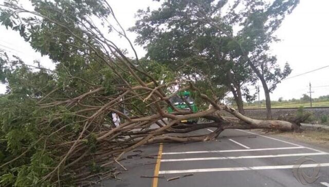 Diterjang Angin, Pohon di Jalur Pantura Pasuruan Tumbang
