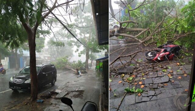 Diterjang Hujan dan Angin, Satu Pohon di Tulungagung Roboh Menimpa Sepeda Motor