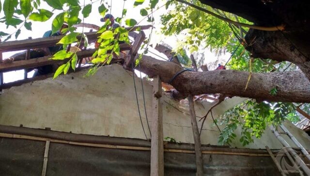 Tertimpa Pohon Besar, Rumah Milik Lansia di Situbondo Rusak Berat