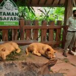 Tiga Bayi Singa Lahir di TSP Pasuruan Diganti Nama Baru