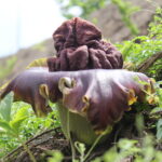 Bunga Bangkai Mekar di Mojokerto