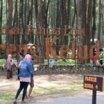 Hutan Pinus Loji Blitar, Tawarkan Spot Foto Instagramable dan Relaksasi Mata