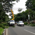 Antisipasi Gangguan Listrik saat Musim Hujan, PLN Tebang Pohon di Kota Malang