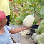 Dibudidayakan dengan Sistem Green House, Melon di Blitar Tembus Mancanegara