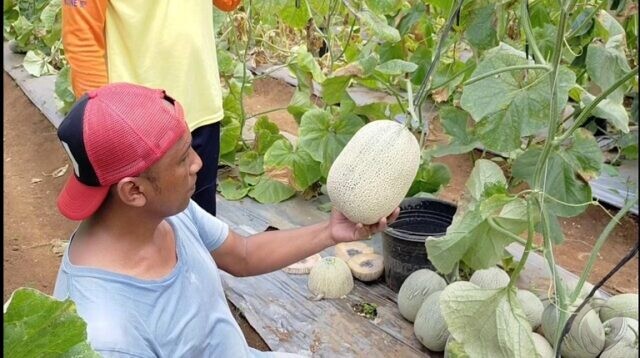 Dibudidayakan dengan Sistem Green House, Melon di Blitar Tembus Mancanegara