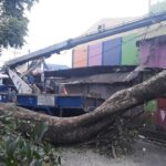 Tersapu Angin, Pohon Besar di Malang Tumbang, 4 Bedak PKL dan 1 Motor Rusak