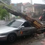 Pohon Angsana Tumbang Timpa Mobil Sedan dan Truk di Mojokerto