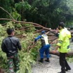 Pengendara Motor Tertimpa Pohon Tumbang di Situbondo