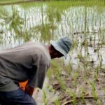 Jelang Masa Pemupukan, Petani Jember Desak Kementan Segera Alokasikan Pupuk Subsidi