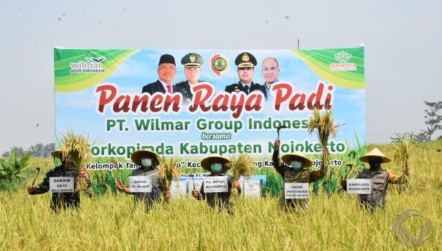 Panen Raya Lahan Demplot Pemkab Mojokerto dengan PT Wilmar Group Indonesia di Kecamatan Gondang