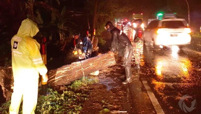 Dua  Pohon Besar Pinggir Jalan Tumbang, Jalur Pantura Situbondo Sempat Macet Total