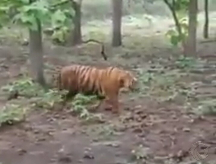 Hoaks Video Harimau Berkeliaran di Hutan Solokuro Lamongan, Ini Faktanya