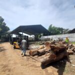 Pegiat Lingkungan Tulungagung Tolak Wacana Penebangan 124 Pohon Sono Keling