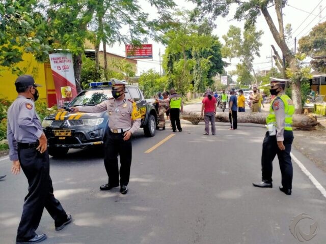 Pohon Tumbang Tutup Jalan Raya Blitar-Malang di Garum