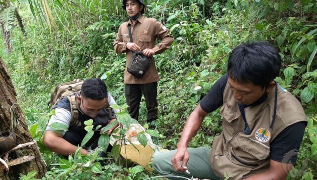 BKSDA Tambah 4 Kamera Pengintai Harimau Jawa di Tulungagung