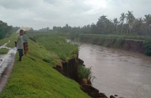 Bantaran Sungai di Jember Ambrol 20 Meter, Warga Gumukmas Khawatir Banjir Besar