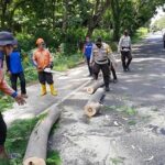 Pohon Tumbang, Jalur Pantura Situbondo Sempat Macet