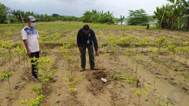 Puluhan Butir Diduga Telur Buaya di Bengawan Solo Lamongan Hilang
