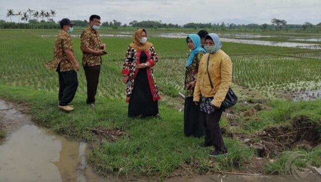Terdampak Banjir, 116 Hektare Padi di Tulungagung Dipastikan Puso