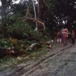 Dua Pohon Johar di Trawas Mojokerto Tumbang Timpa Kabel PJU