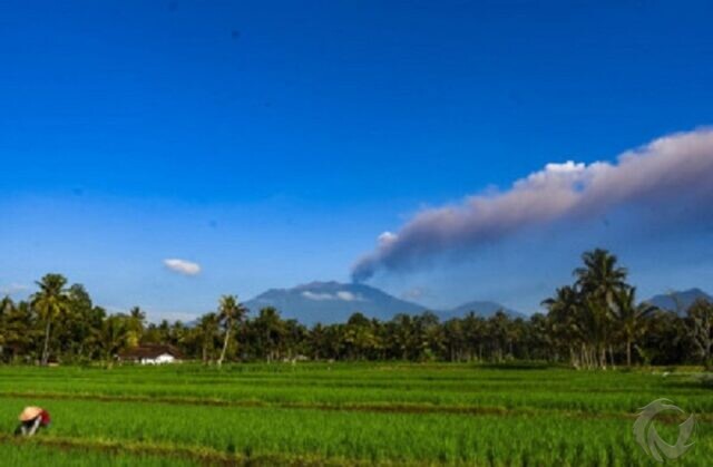 Lahan Pertanian di Banyuwangi Terpapar Abu Vulkanik Gunung Raung, Produktivitas Turun