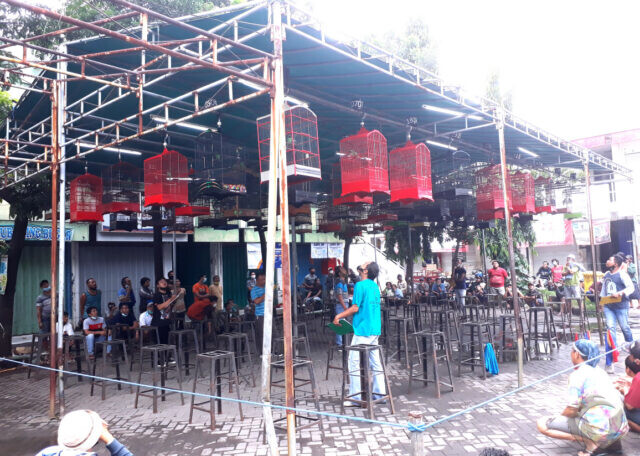 Mengintip Semarak Lomba Burung di Pasar Pahing Surabaya