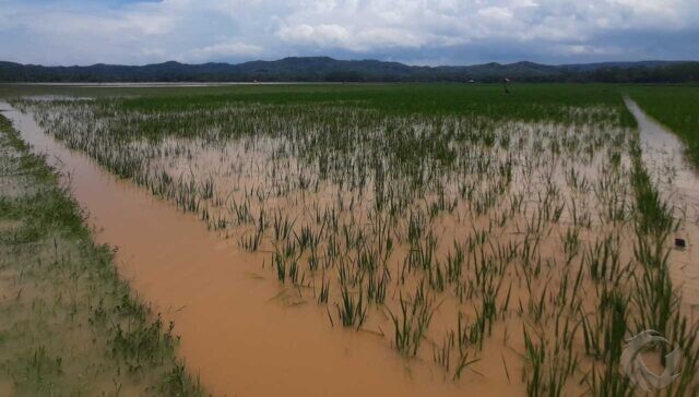 Dampak Banjir, Ratusan Hektar Sawah di Tulungagung Terancam Puso