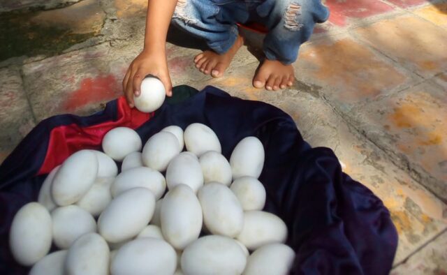 Puluhan Butir Diduga Telur Buaya Ditemukan Warga Lamongan di Bantaran Bengawan Solo