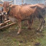 Banjir Jombang, Bantuan Pakan untuk Sapi Pengungsi Berdatangan