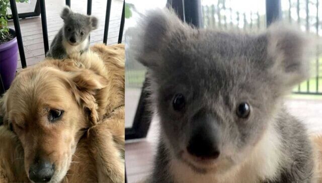 Kisah Mengharukan Seekor Anjing Menyelamatkan Bayi Koala