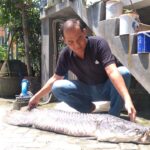 Diduga Akibat Makan Plastik, Seekor Ikan Arapaima Milik Kolektor di Jombang Mati