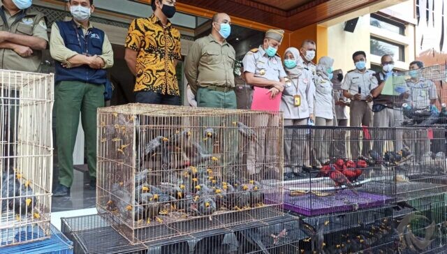 Ratusan Burung dan Kura-kura Selundupan Terbongkar di Tanjung Perak Surabaya