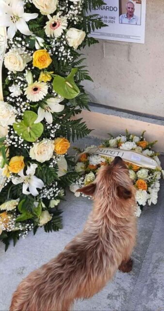Kisah Haru Seekor Anjing Menemukan Makam Tuannya dan Menziarahi Setiap Hari