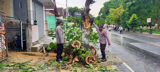 Tiga Pohon Saman di Blitar Tumbang Timpa Rumah Warga