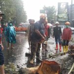 Pemotor Tertimpa Pohon Tumbang Saat Hujan Deras di Jember
