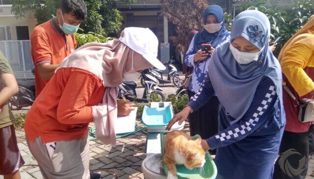 Posyandu Kucing di Lamongan; Antisipasi Persebaran Penyakit dari Binatang Piaraan