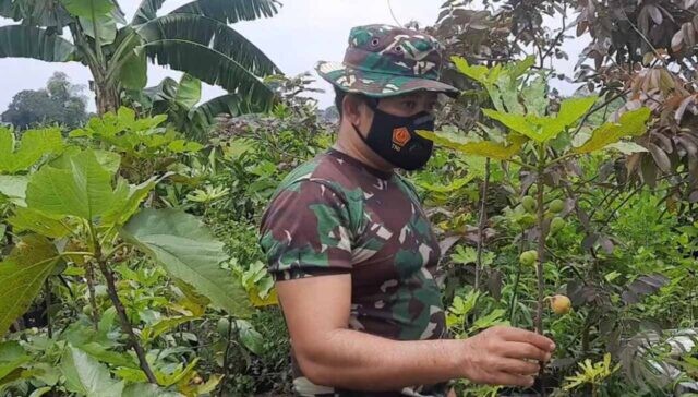 Sorang Prajurit TNI AD di Mojokerto Sukses Budi Daya Buah Tin, Pasar Tembus Mancanegara