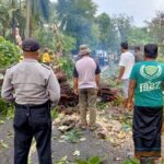 Puting Beliung Tumbangkan Pohon Asam di Sumenep, Akses Jalan Macet