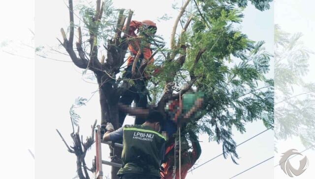 Tersengat Listrik, Pencari Rambanan di Mojokerto Meregang Nyawa di atas Pohon