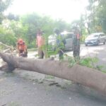 Mobil Tertimpa Pohon Tumbang di Situbondo, Satu Penumpang Patah Tulang